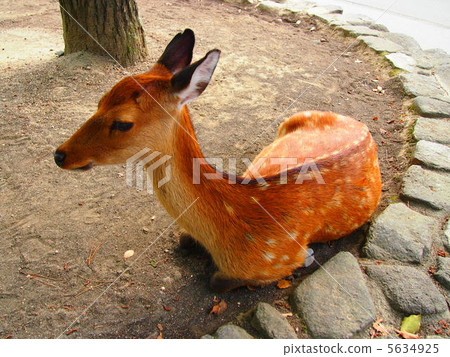 Miyajima deer Miyajima deer 5634925