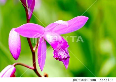 矽烷花 矽烷花 5635127