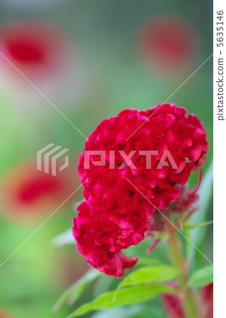 Flowers of Keito Flowers of Keito 5635146