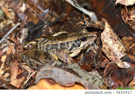 Yamahara frog Yamahara frog 5635417