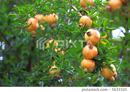 石榴果 石榴果 5635505