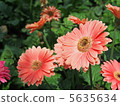 pink gerbera 5635634
