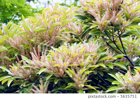 在一個分支的產科花 5635751