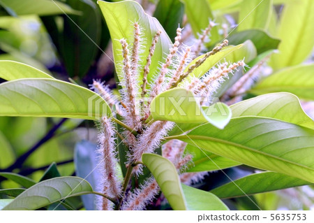產婦花形成毛蟲花序 5635753
