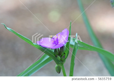 Murasaki Yukusa之花 5635759