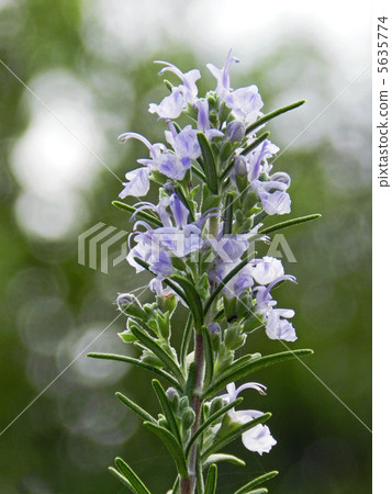 迷迭香花 5635774