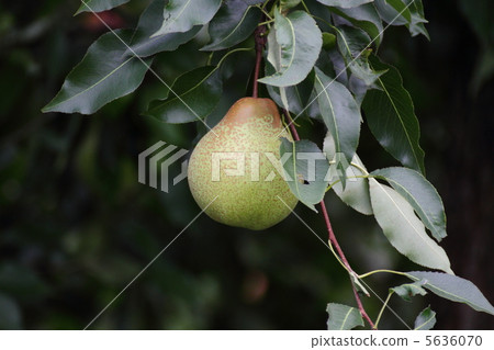 Pear Pear 5636070