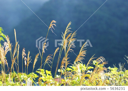 Fall image · Hanabo of Susuki · Blue back lateral position of Mt. Omiyama Fall image · Hanabo of Susuki · Blue back lateral position of Mt. Omiyama 5636231