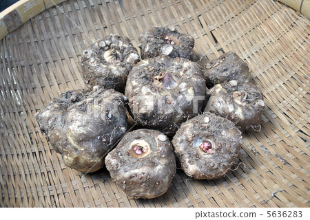 Konnyaku土豆 5636283