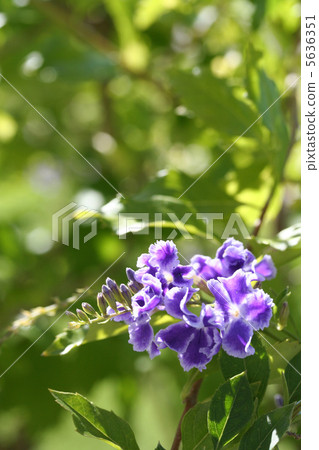 金露花 5636351