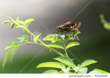 Ichimon dieselis 5636409