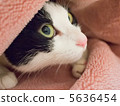 Cat from blanket 5636454