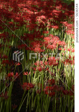 Cluster amaryllis Manju Saka 5636544
