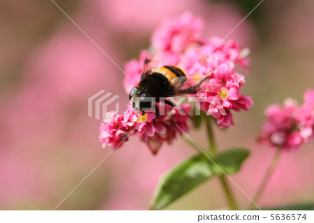 阿布和蕎麥花 5636574