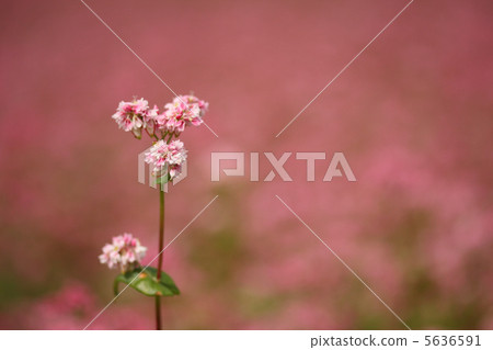 紅色的花朵 紅色的花朵 5636591