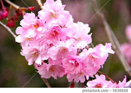 Cherry Blossoms   5636688