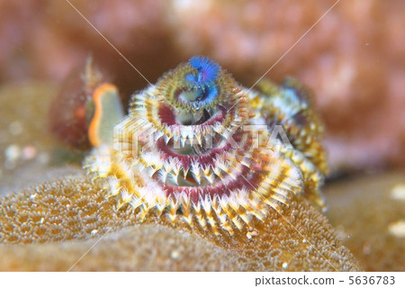 大旋鰓蟲 大旋鰓蟲 5636783