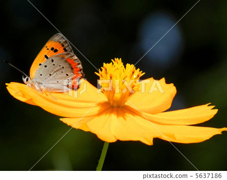 Kibana cosmos and Bennisimi Kibana cosmos and Bennisimi 5637186