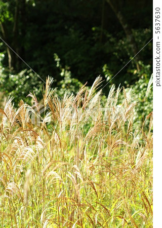 金色的秋天·黑色的花背上的濃密角·布什的縱向花 5637630