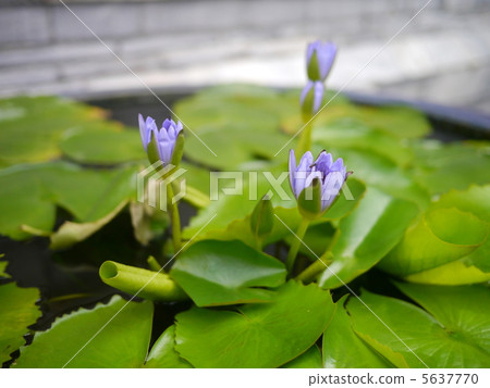蓮花2 5637770