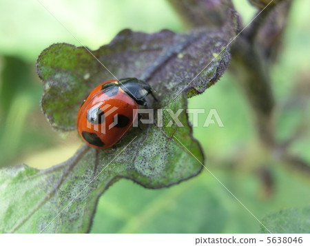 Ladybird ladybird 5638046