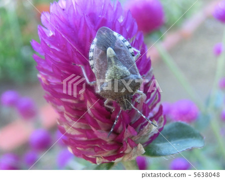 Bee whale bug 5638048