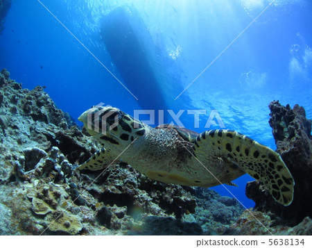 Turtles to swim 5638134