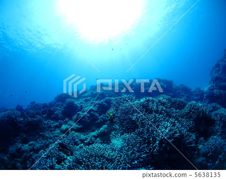 Underwater landscape of the South Island 5638135
