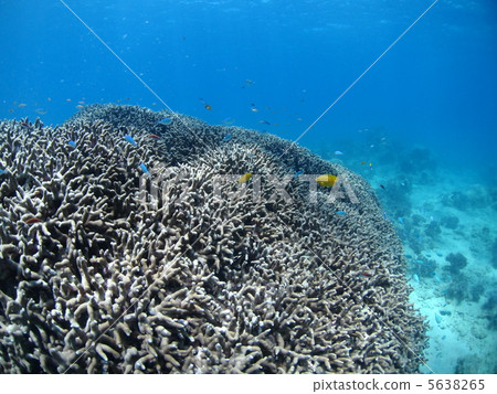 一群Ubida hamasango和熱帶魚 5638265