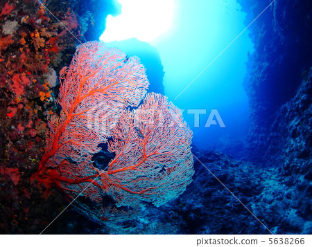 生長在岩石的紅色珊瑚在水面下 5638266