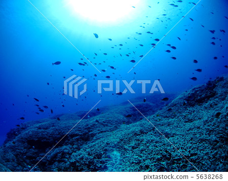 在夏天的水下景觀 5638268