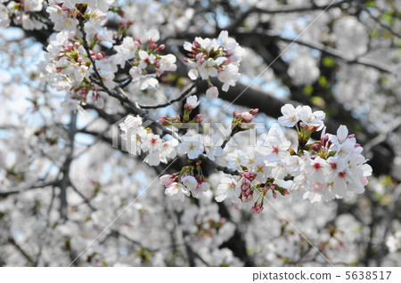 Cherry tree in full bloom  5638517