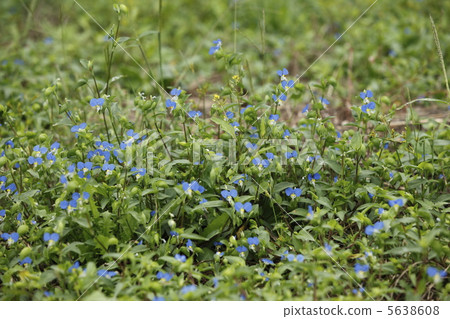 鴨蹠草 鴨蹠草 5638608