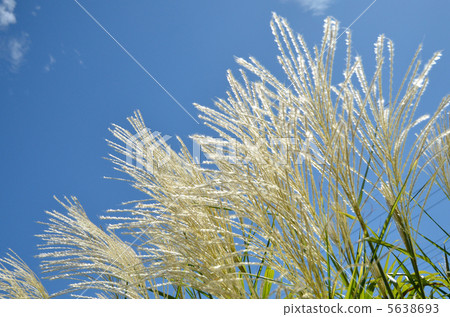 芒草 芒草 5638693