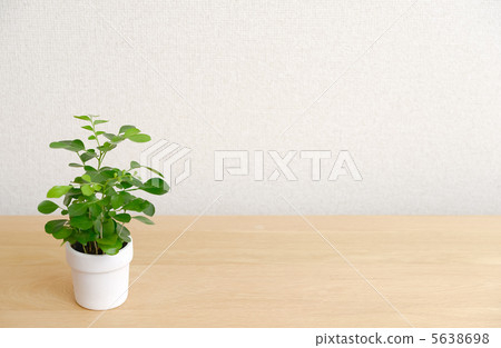 室內植物在架子上 5638698