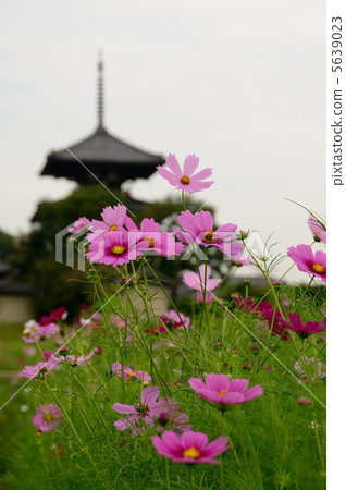 宇宙盛開的傳奇神廟 5639023