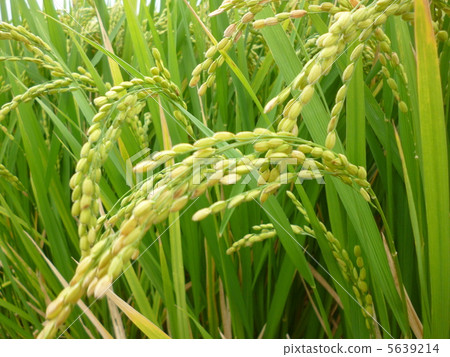 米收穫米領域收穫起始的米早期的秋天國家收穫植物 米收穫米領域收穫起始的米早期的秋天國家收穫植物 5639214