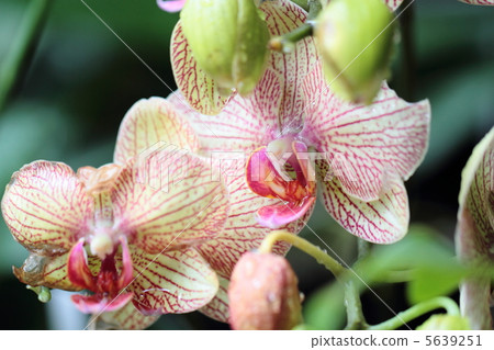 Ranch orchid 5639251