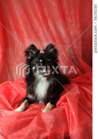 欺騙奇瓦瓦狗正面圖 欺騙奇瓦瓦狗正面圖 5639280