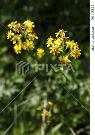 Miyama Akinokirinso 5639331