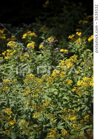 Miyama Akinokirinso 5639332