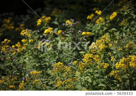 Miyama Akinokirinso 5639333