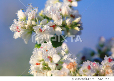 Buckwheat flowers wet with morning dew 5639350