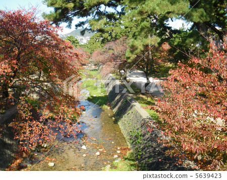 Mukawa的櫻花 5639423