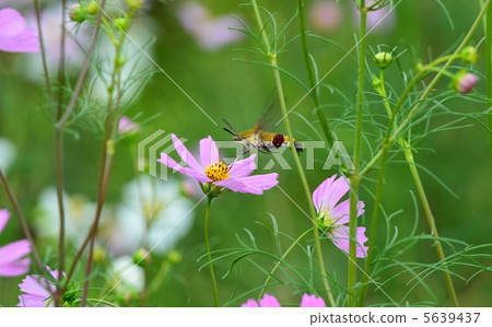 Autumn cherry and oosukashiba Autumn cherry and oosukashiba 5639437