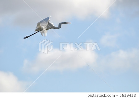 Shirasagi的飛行 5639438