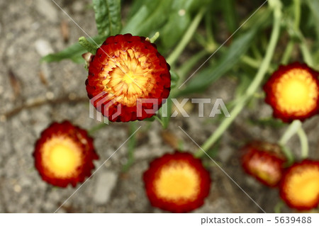 Wheatwalagik 5639488