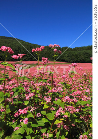 Red-soba no Sato 5639558