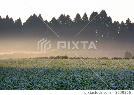 在早晨太陽的蕎麥麵條 5639566