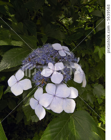 花繡球花 花繡球花 5639568